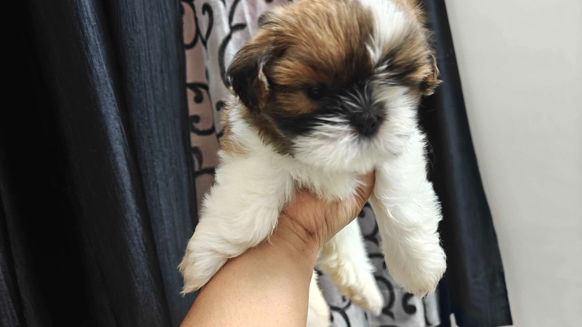 Shih Tzu For Sale In Delhi