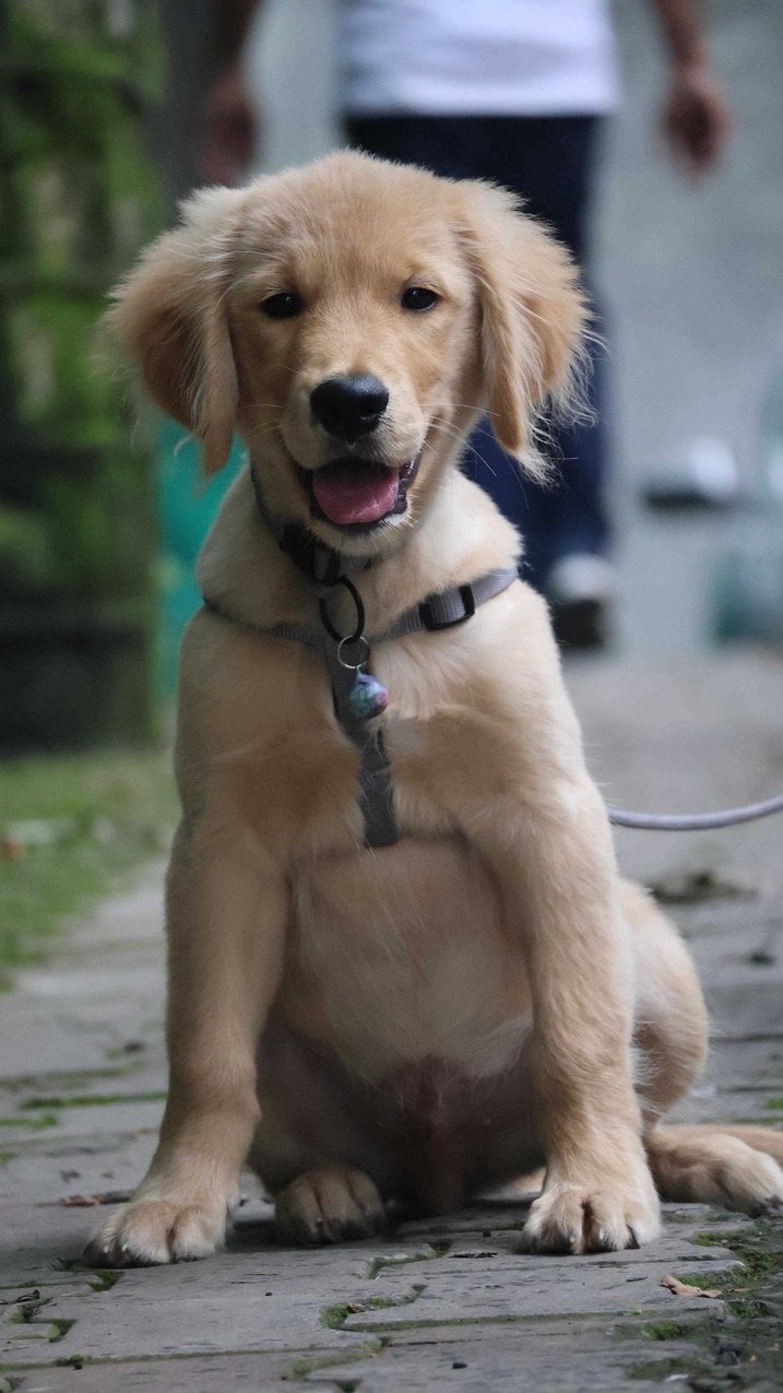Golden Retriever For Sale In Chandigarh