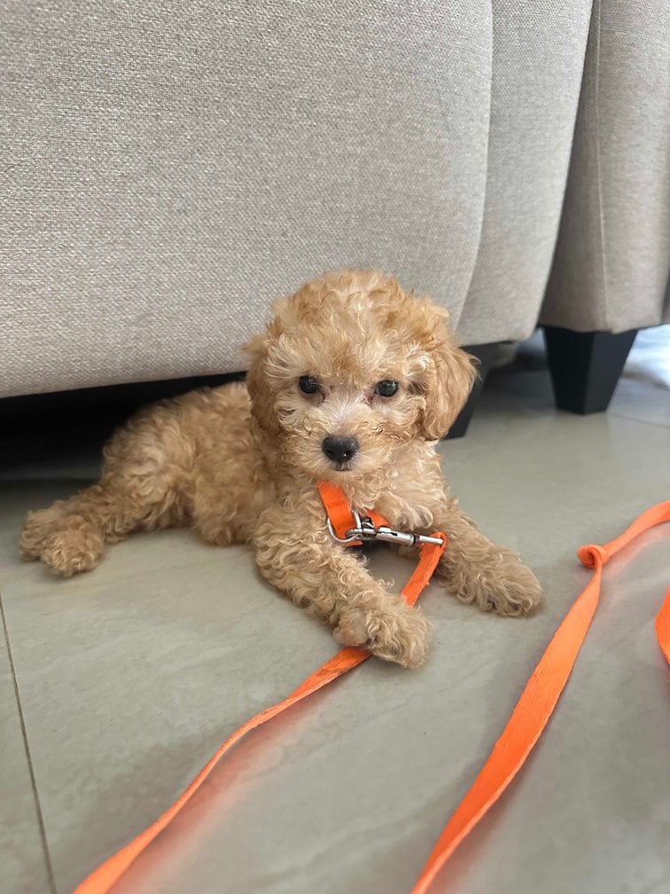 Poodle For Sale In Chennai