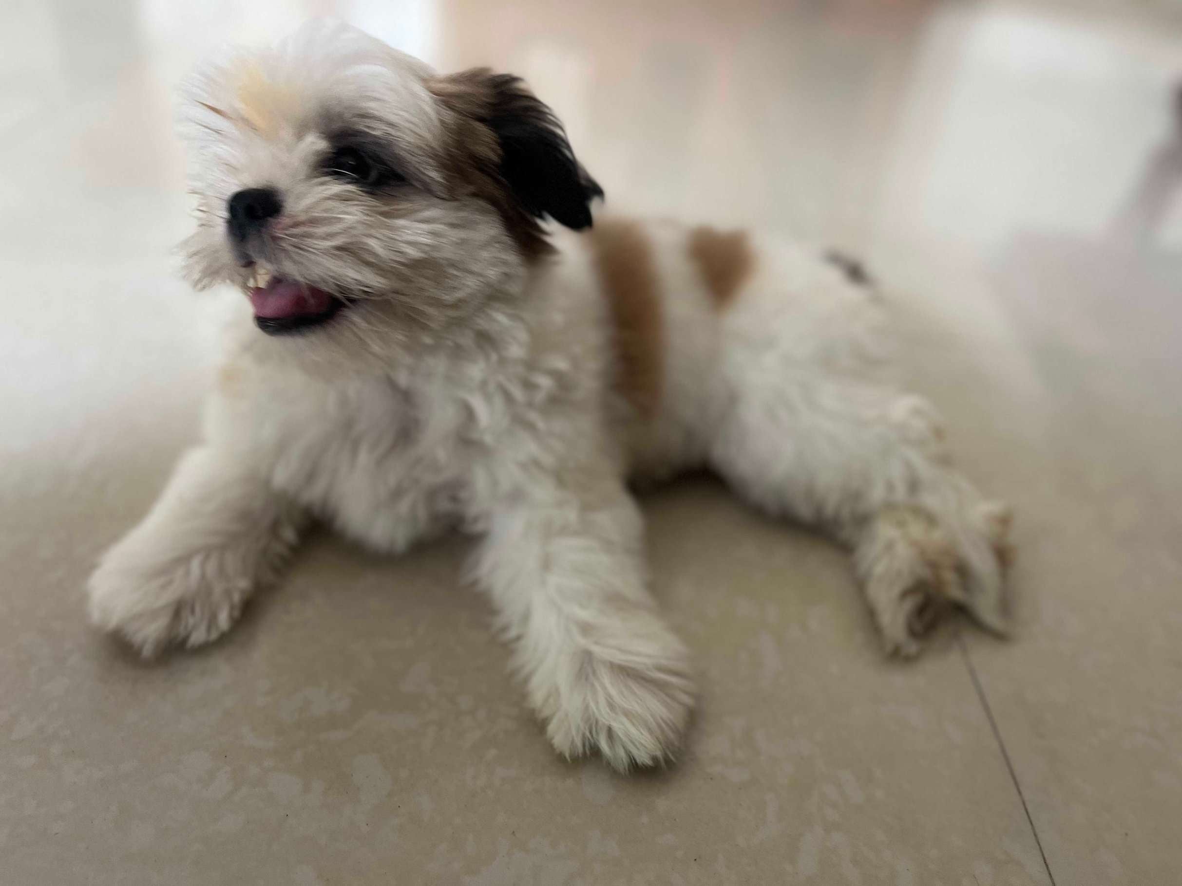 Shih Tzu For Sale In Ahmedabad
