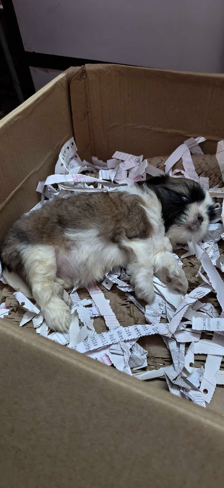 Shih Tzu For Sale In Delhi