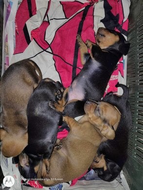 Dachshund For Sale In Bangalore