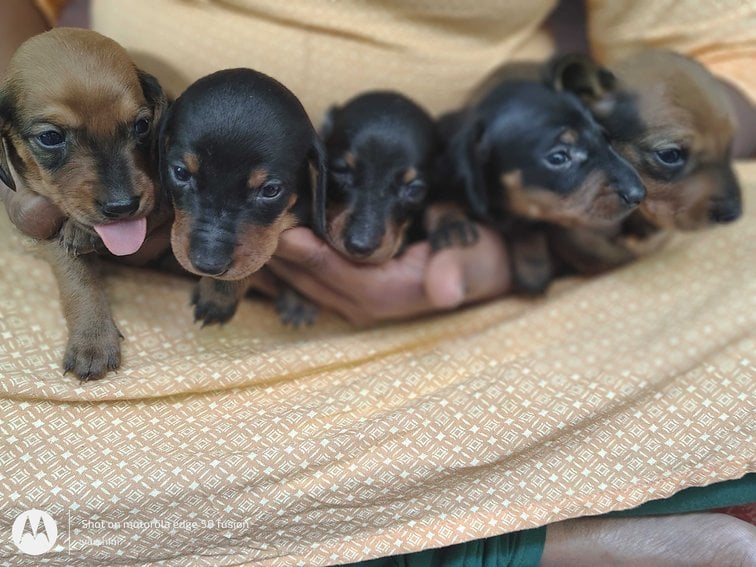 Dachshund For Sale In Bangalore