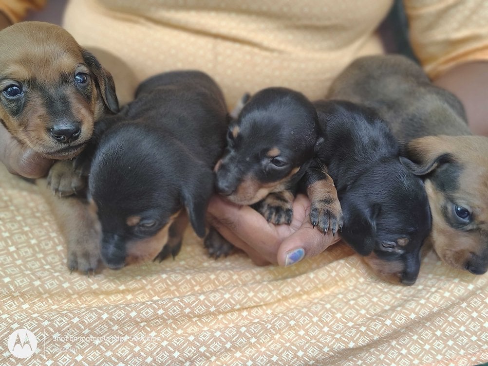Dachshund For Sale In Bangalore