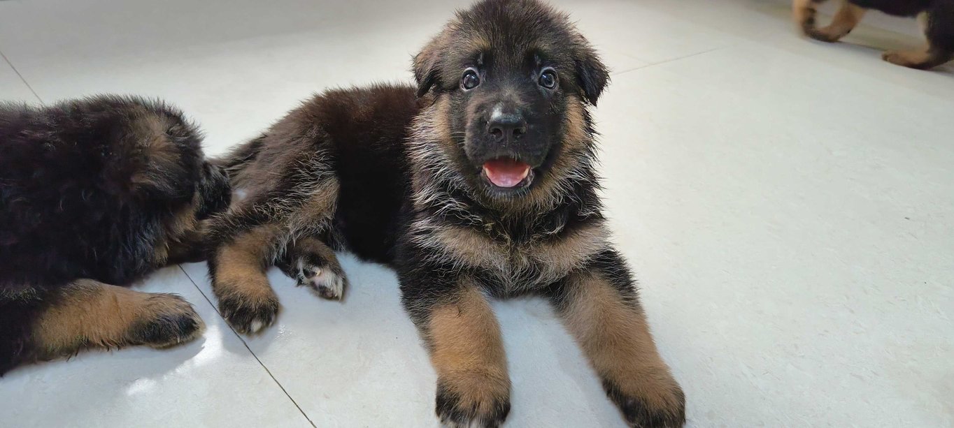 German Shepherd For Sale In Delhi