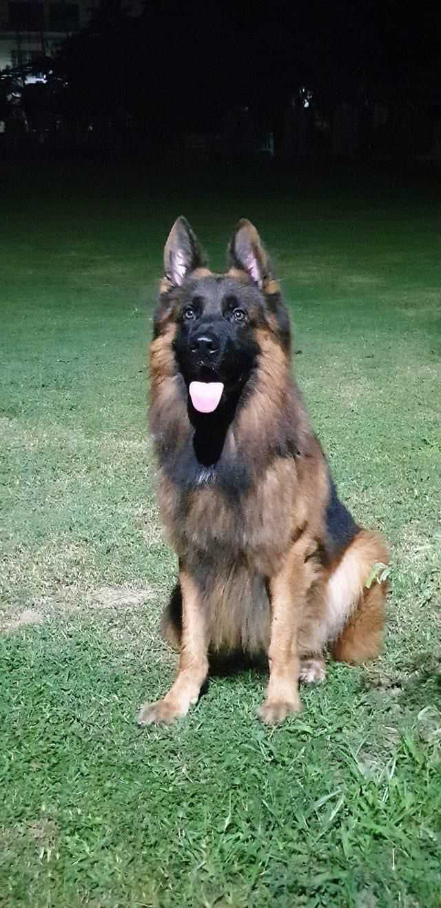 German Shepherd For Sale In Delhi