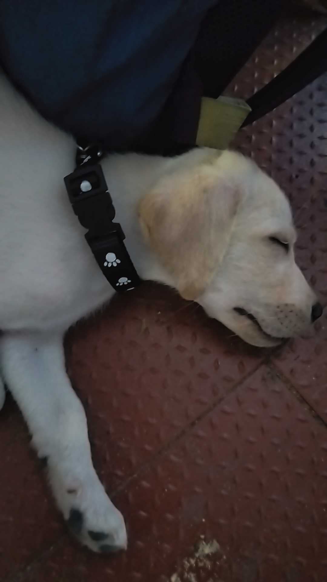Labrador Retriever For Sale In Chennai