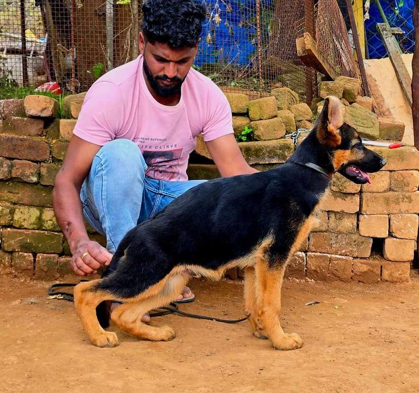 German Shepherd For Sale In Coimbatore