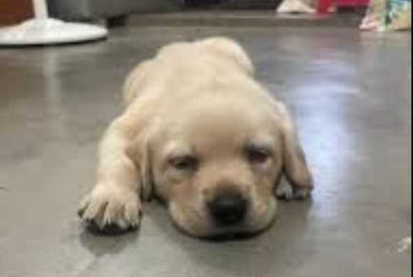 Labrador Retriever For Sale In Hyderabad