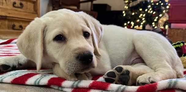 Labrador Retriever For Sale In Hyderabad
