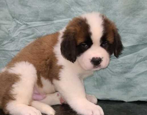 Saint Bernard For Sale In Hyderabad
