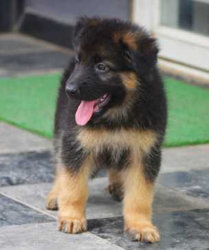 German Shepherd For Sale In Hyderabad