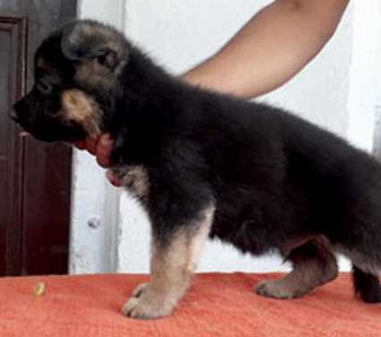 German Shepherd For Sale In Hyderabad