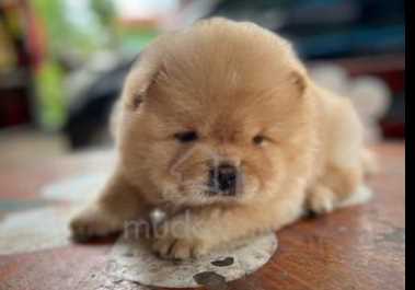 Chow Chow For Sale In Hyderabad