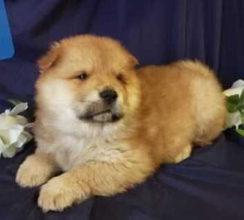 Chow Chow For Sale In Hyderabad