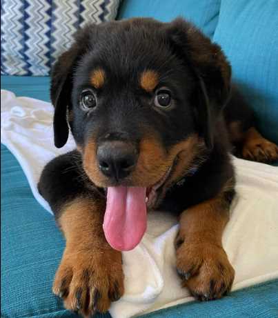 Rottweiler For Sale In Hyderabad