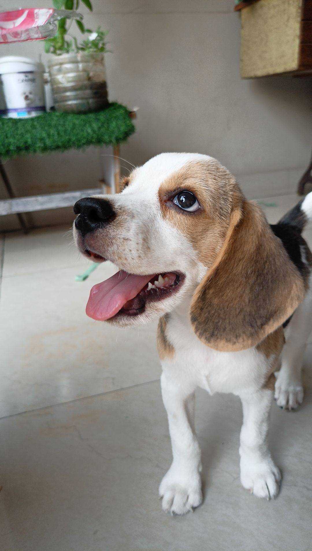 Beagle For Sale In Amritsar