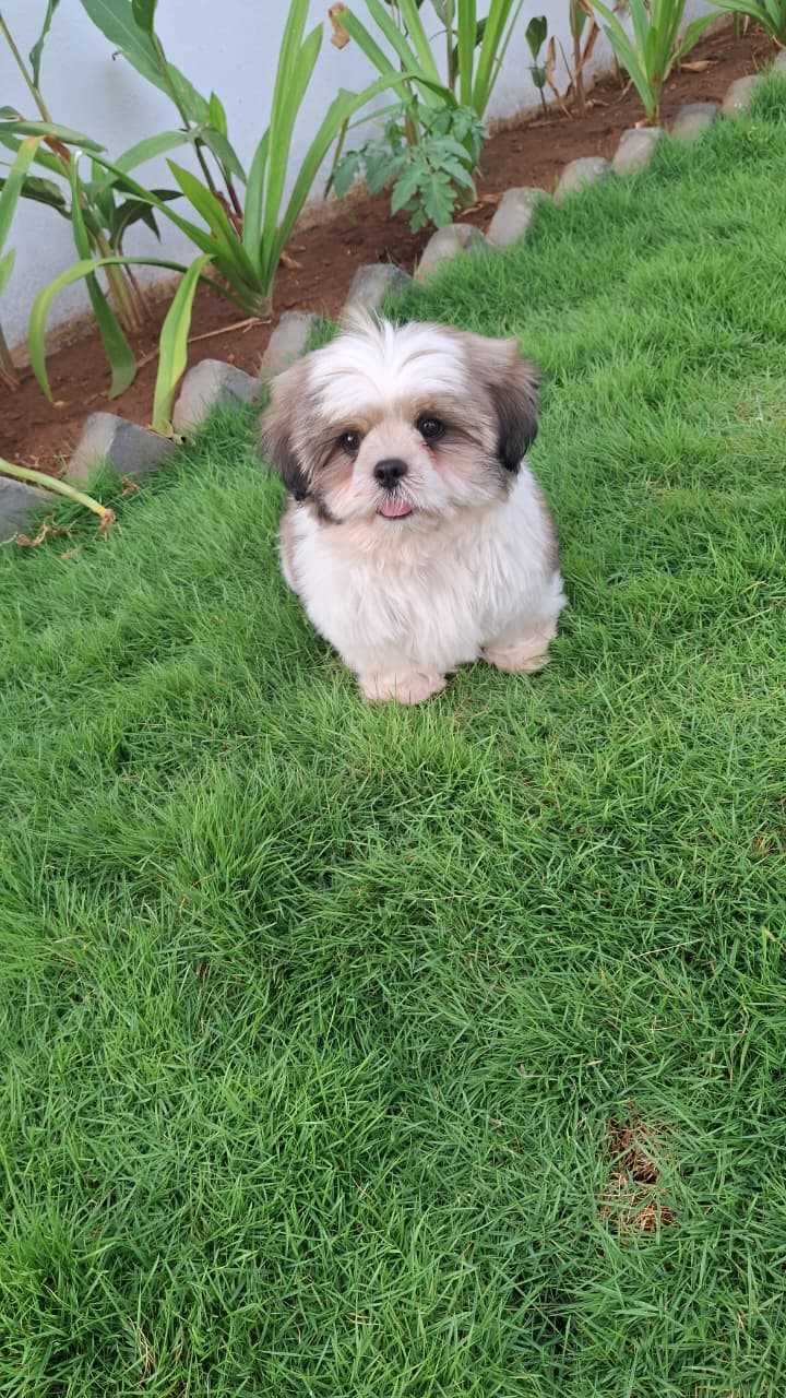 Shih Tzu For Sale In Coimbatore