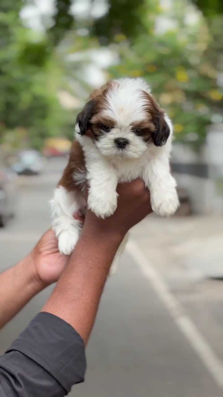 Shih Tzu For Sale In Chennai