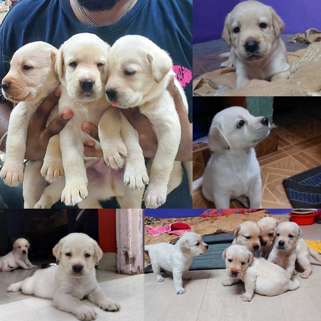 Labrador Retriever For Sale In Chennai