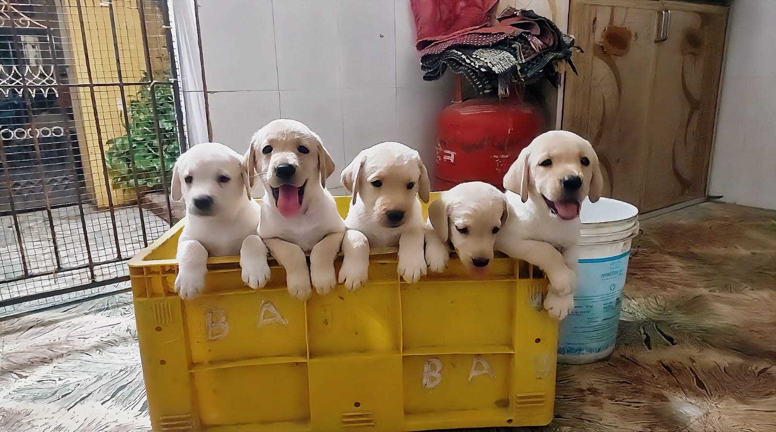 Labrador Retriever For Sale In Chennai