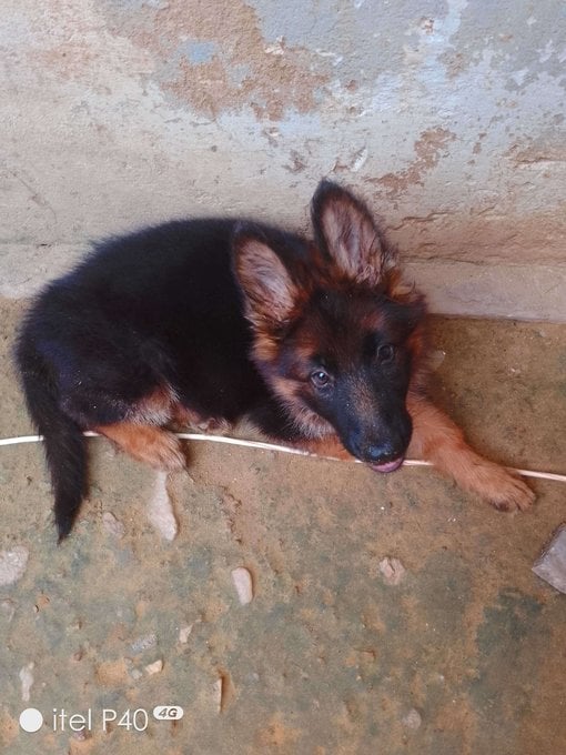 German Shepherd For Sale In Jaipur