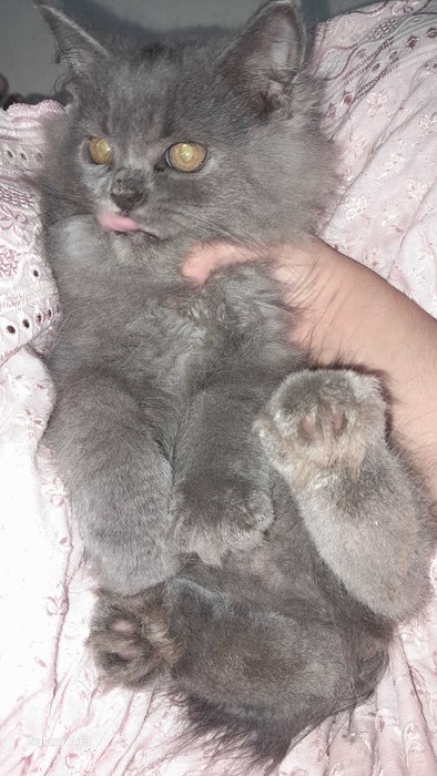 British Shorthair For Sale In Mumbai