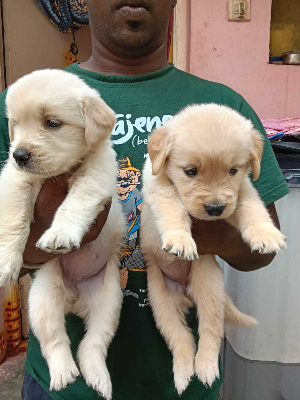 Golden Retriever For Sale In Bangalore