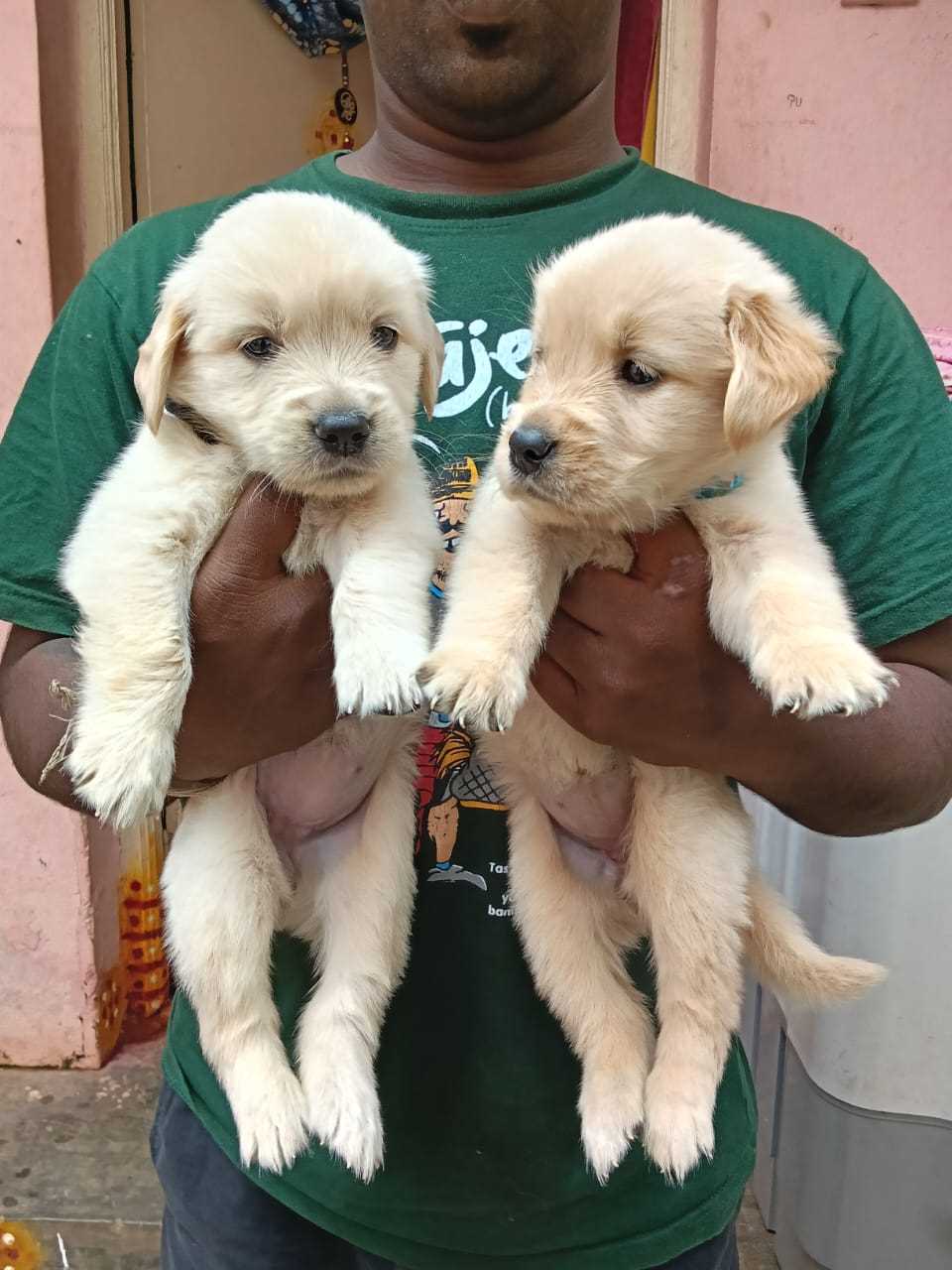 Mr n Mrs Pet
