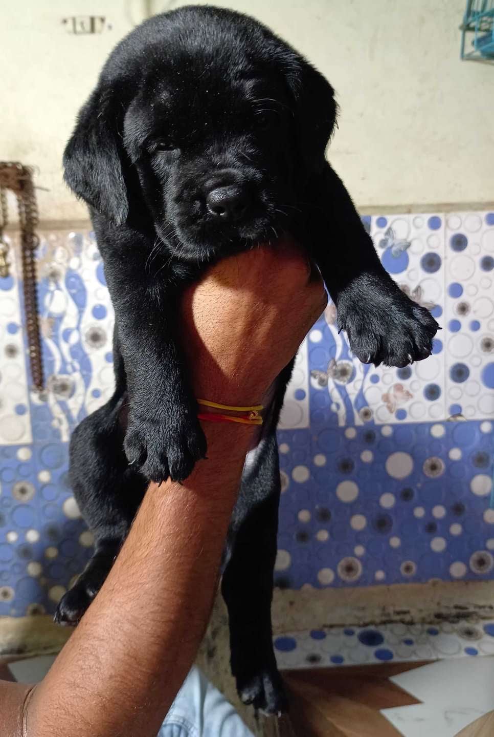 Labrador Retriever For Sale In Hyderabad