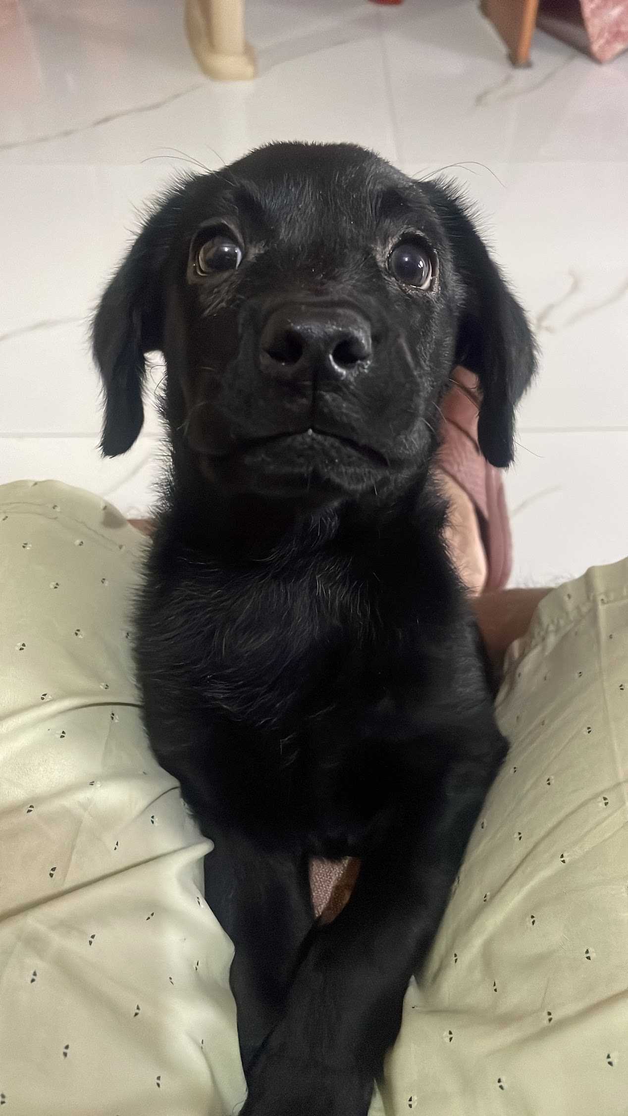 Labrador Retriever For Sale In Hyderabad