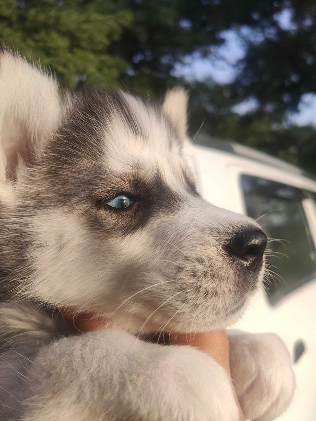 Siberian Husky For Sale In Delhi