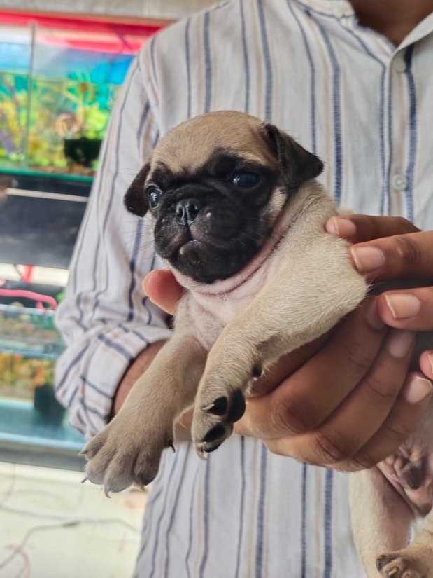 Pug For Sale In Nasik
