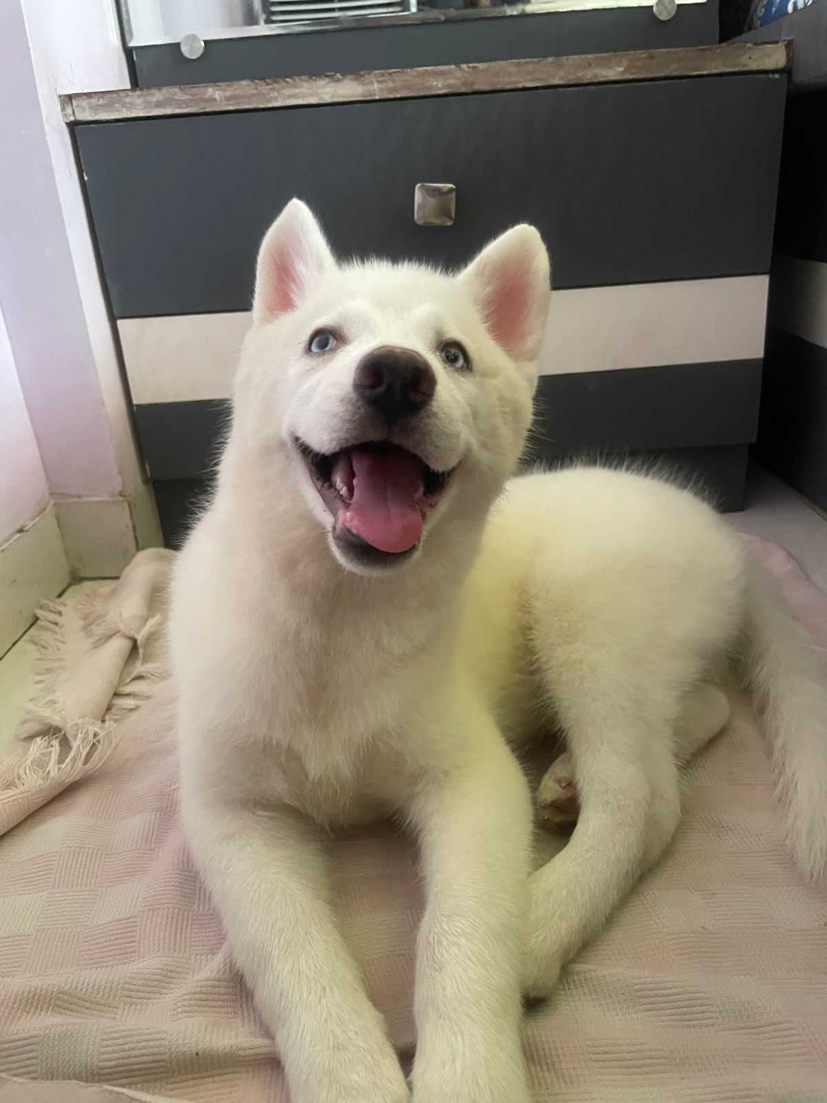 Siberian Husky For Sale In Pune