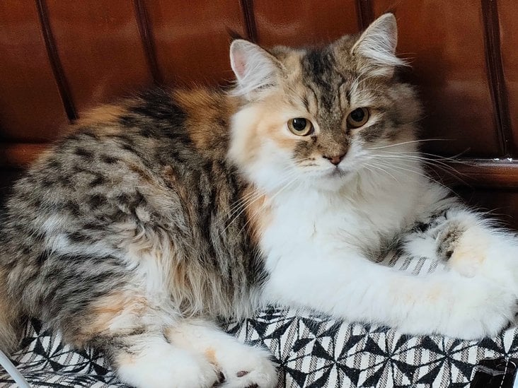 Persian For Sale In Hyderabad