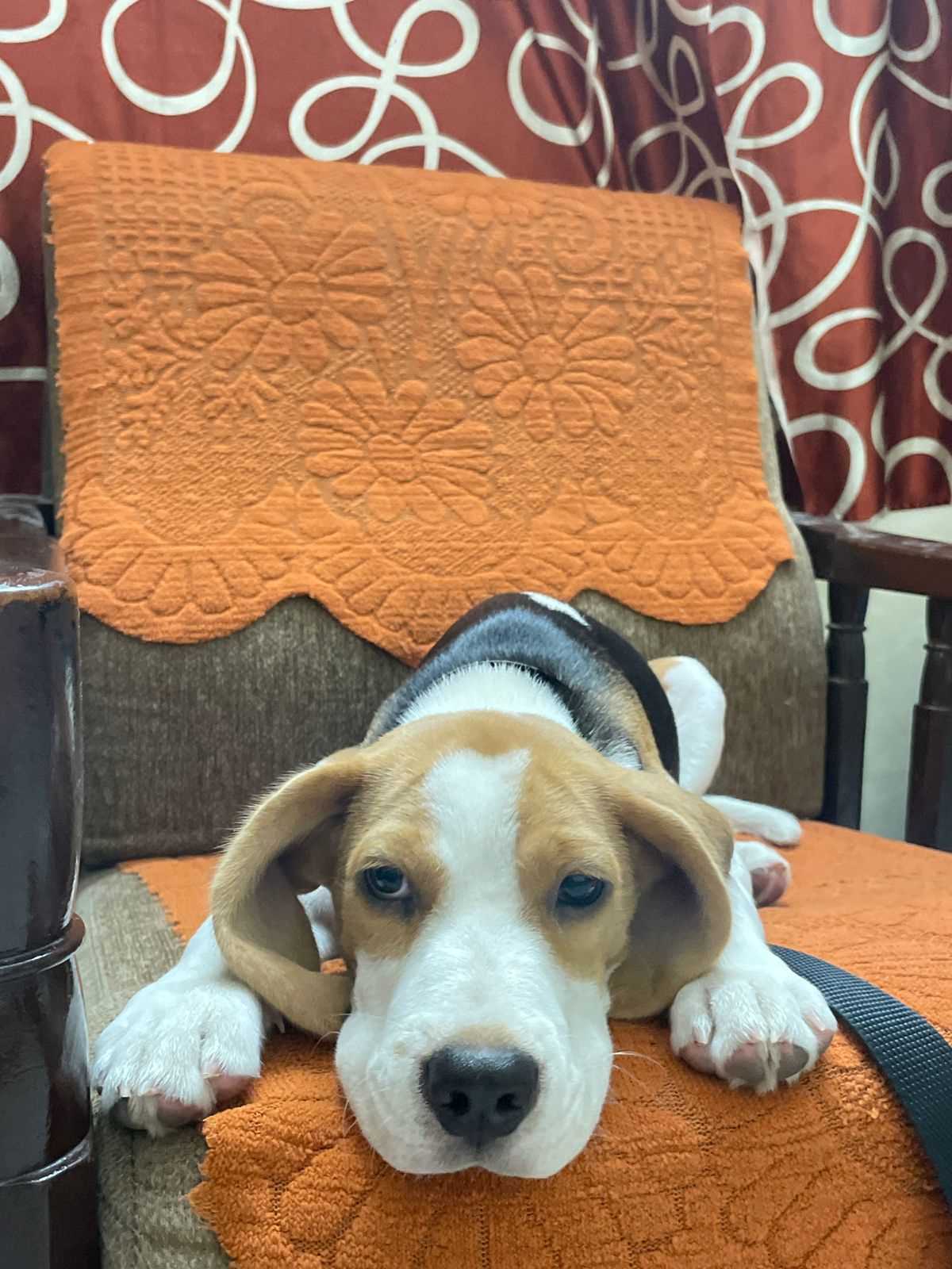 Beagle For Sale In Hyderabad