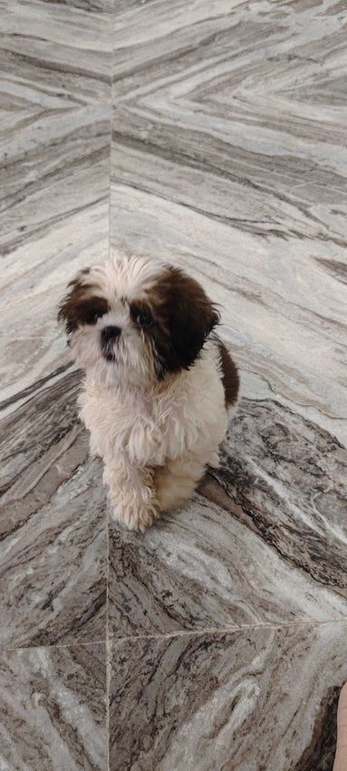 Shih Tzu For Sale In Hyderabad