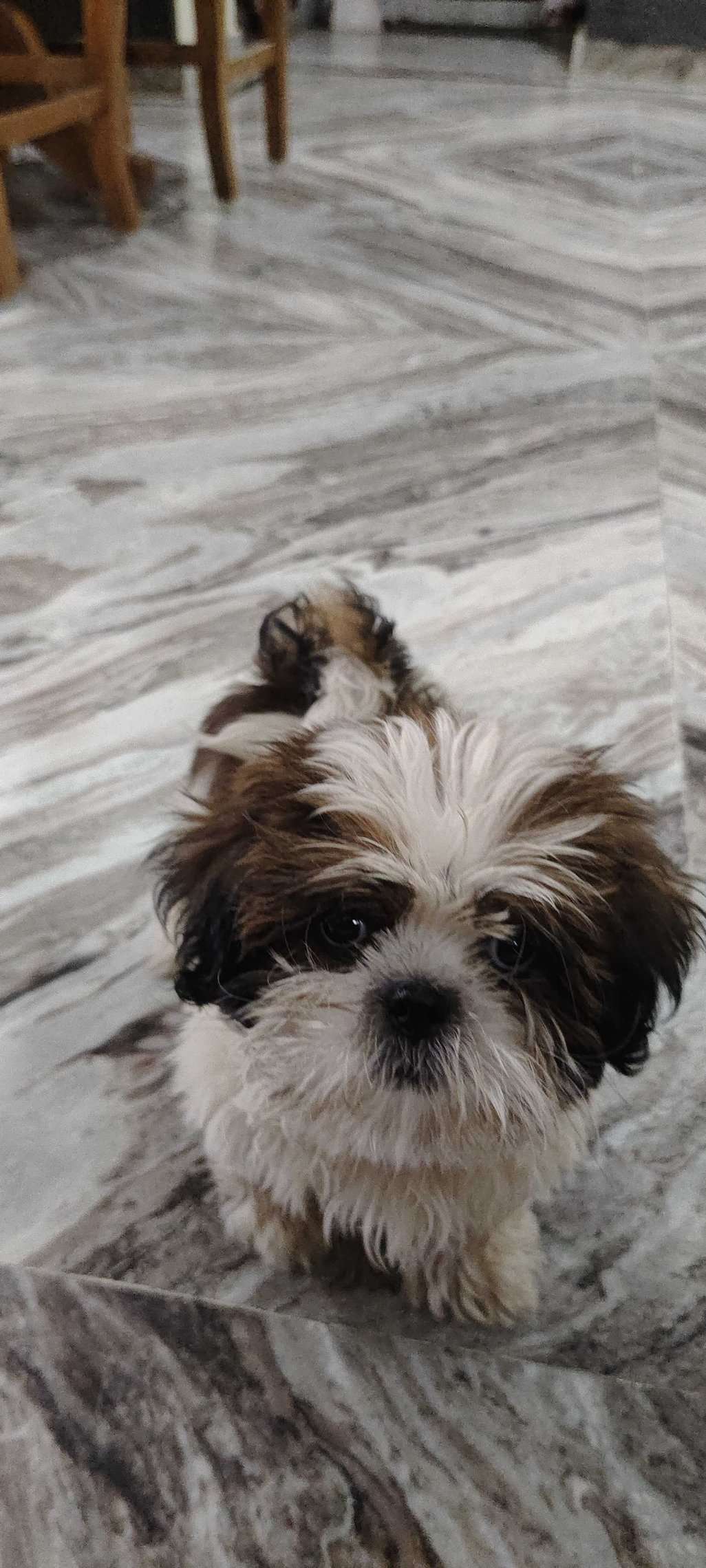 Mr n Mrs Pet