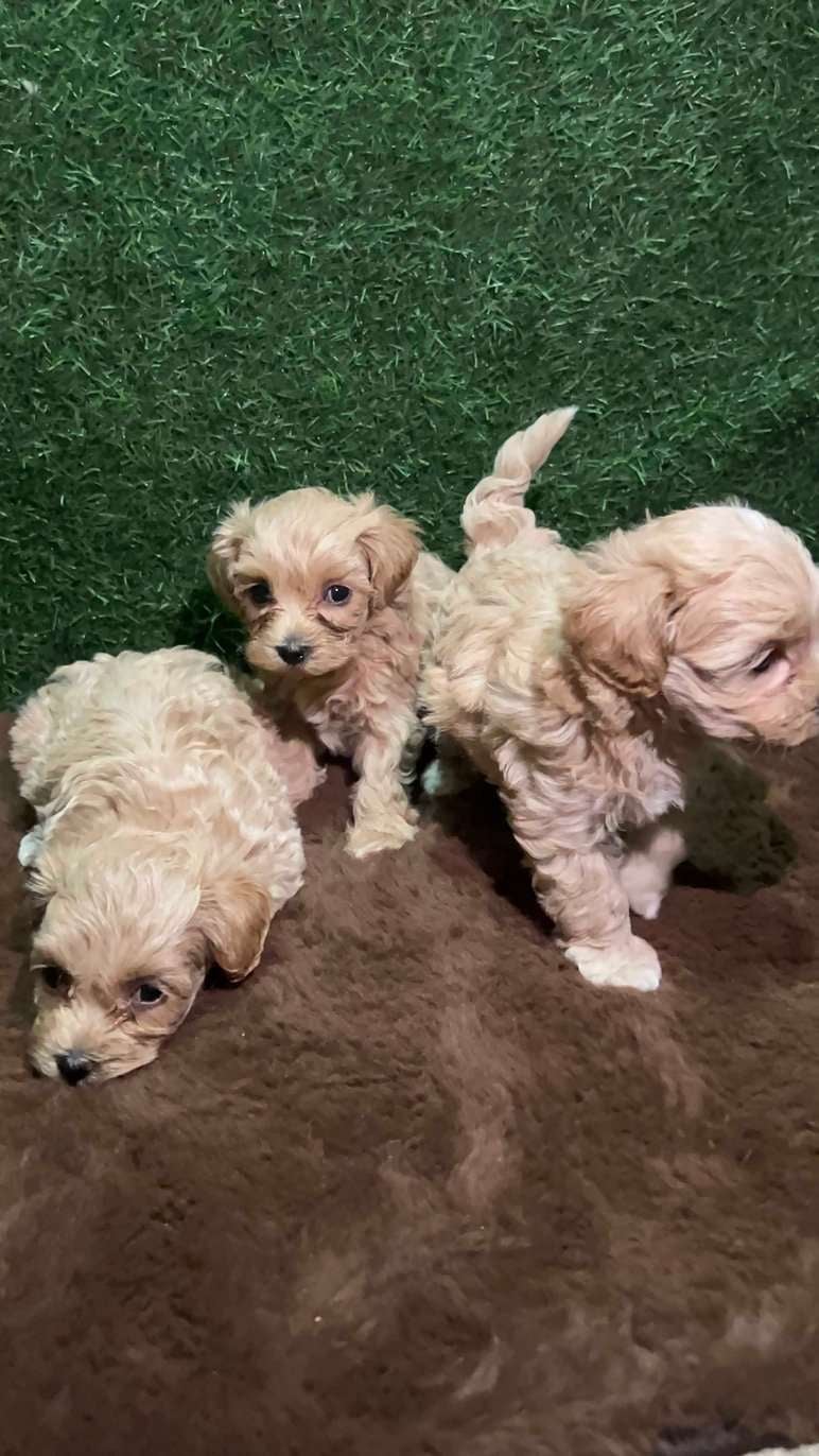 Maltipoo For Sale In Bangalore