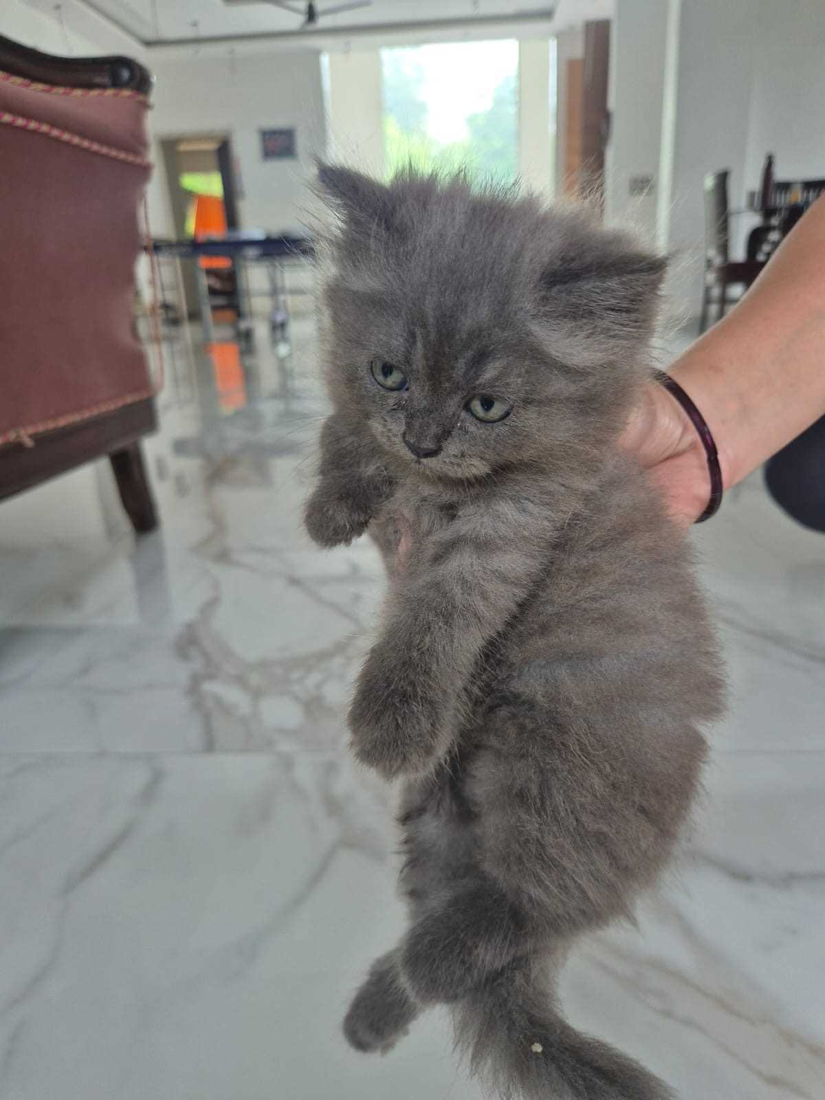 Persian For Sale In Noida