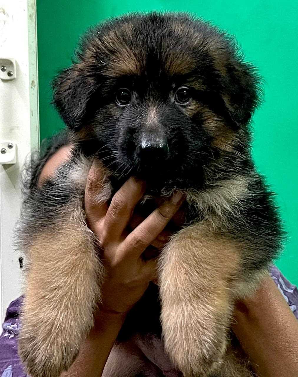 German Shepherd For Sale In Bangalore
