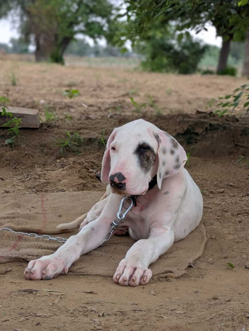 Champion Bloodline Bully Kutta