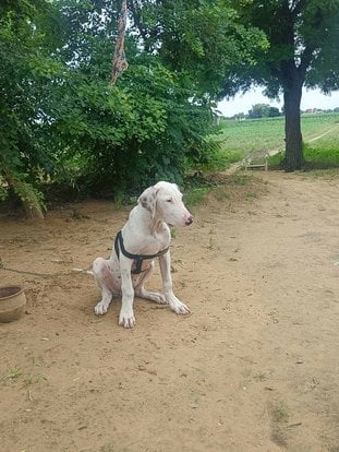 Bully Kutta For Sale In Hisar