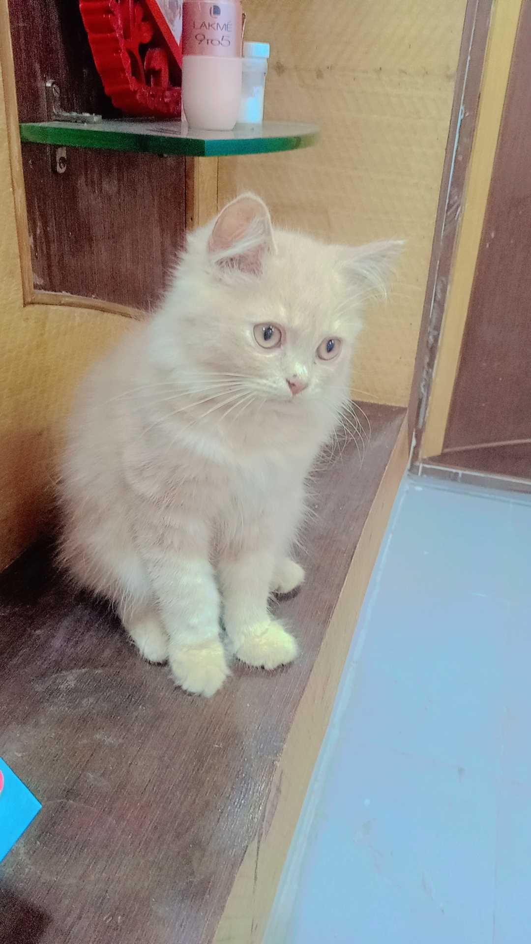 Persian For Sale In Aligarh