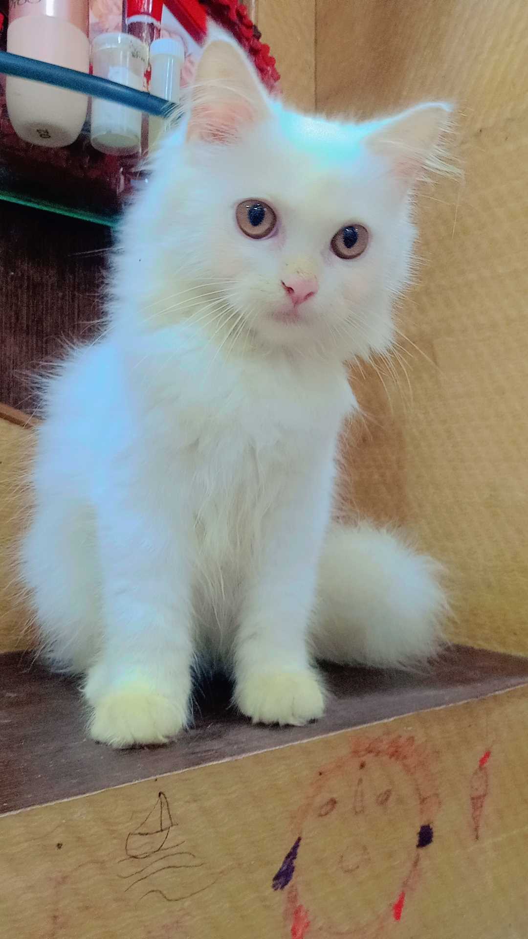 Persian For Sale In Aligarh