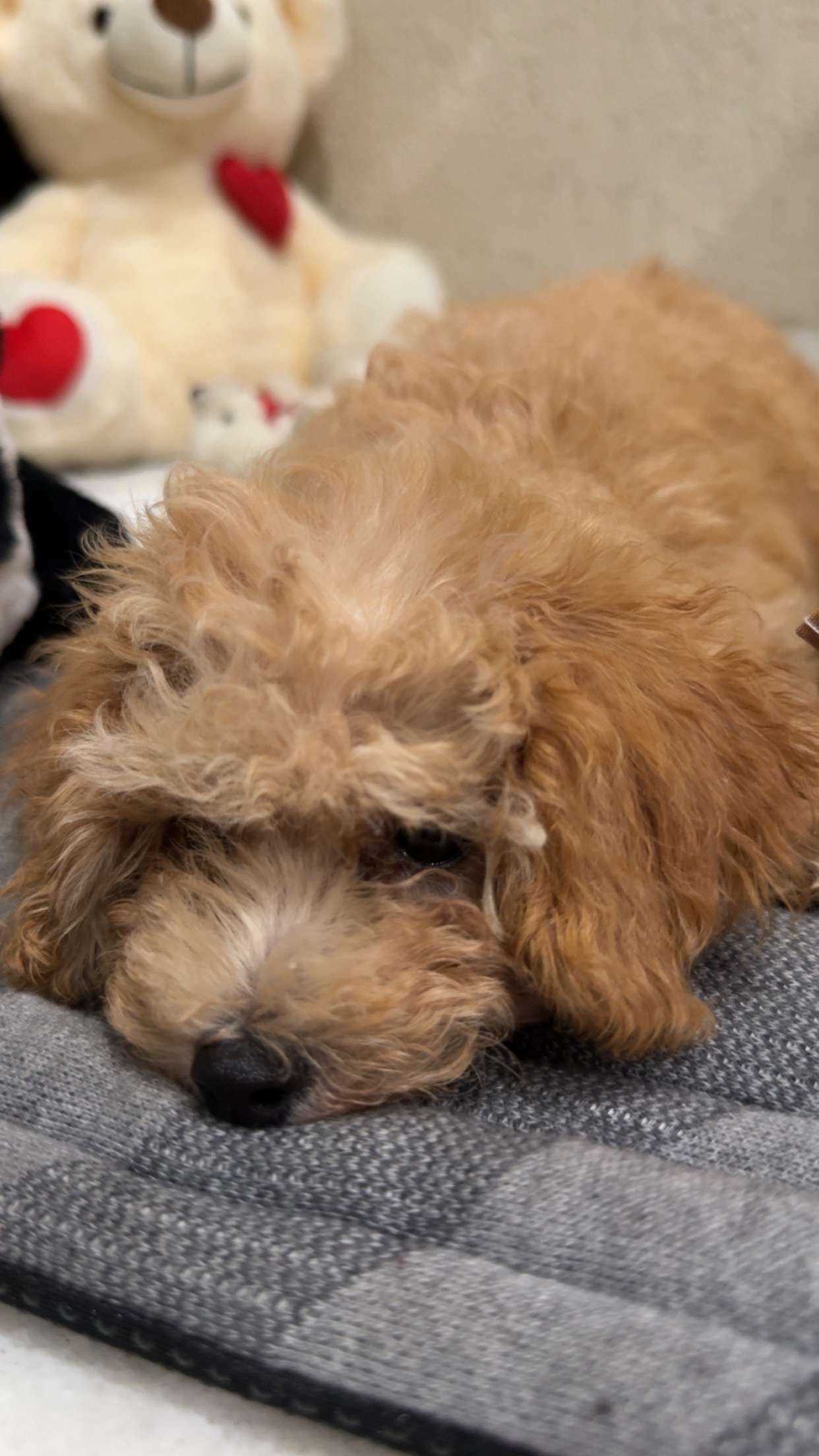 Poodle For Sale In Amritsar