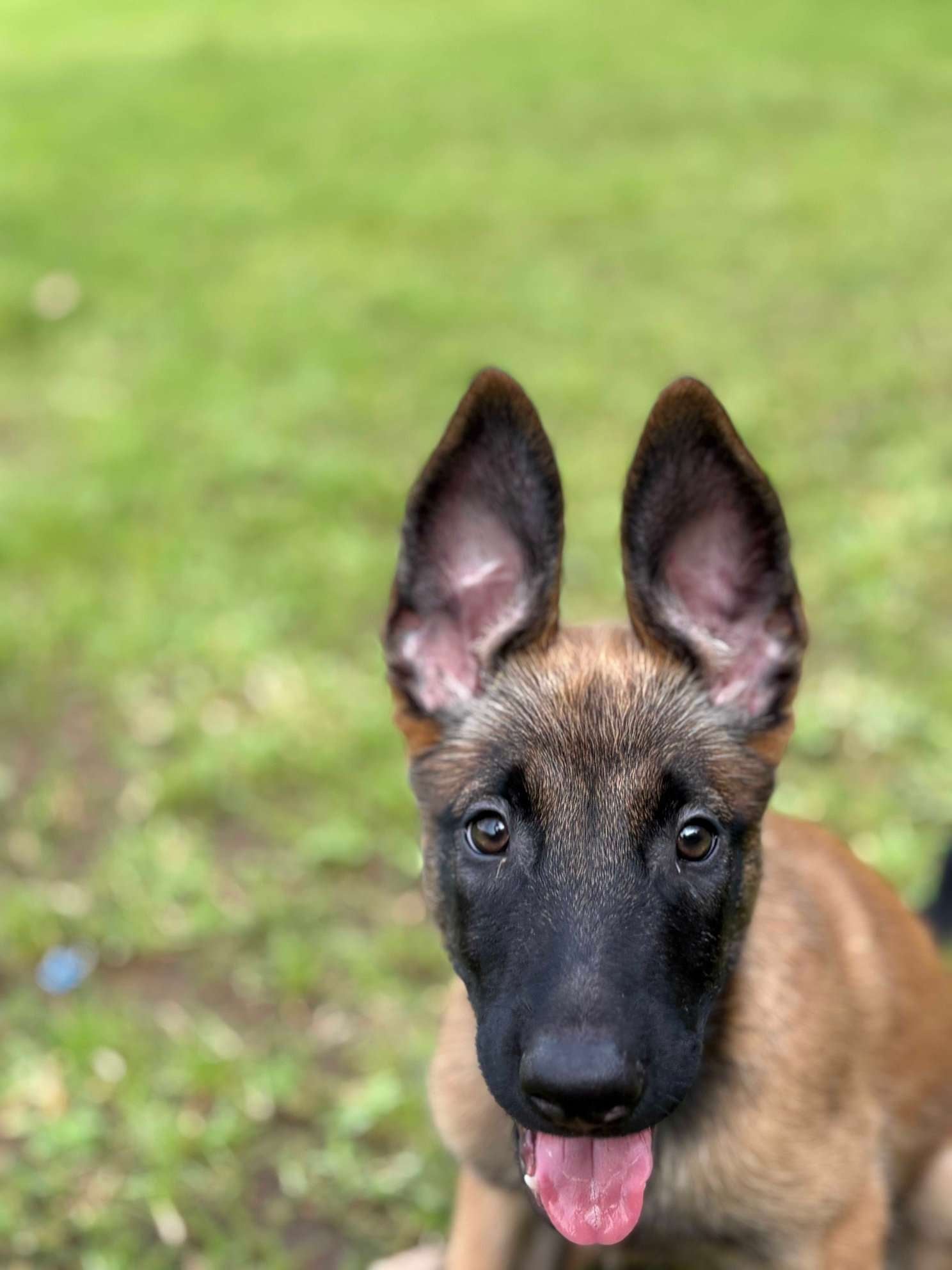 Belgian Malinois For Sale In Pune