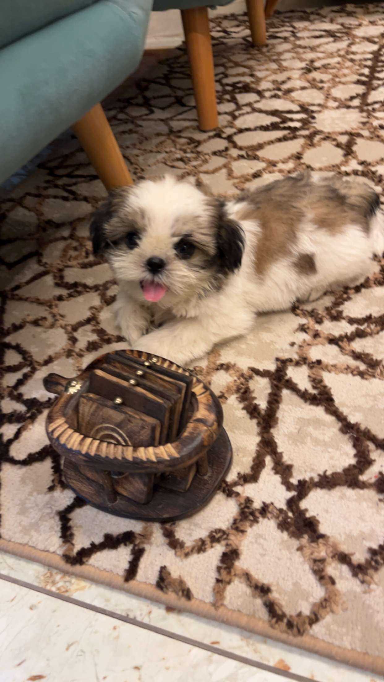 Shih Tzu For Sale In Jaipur