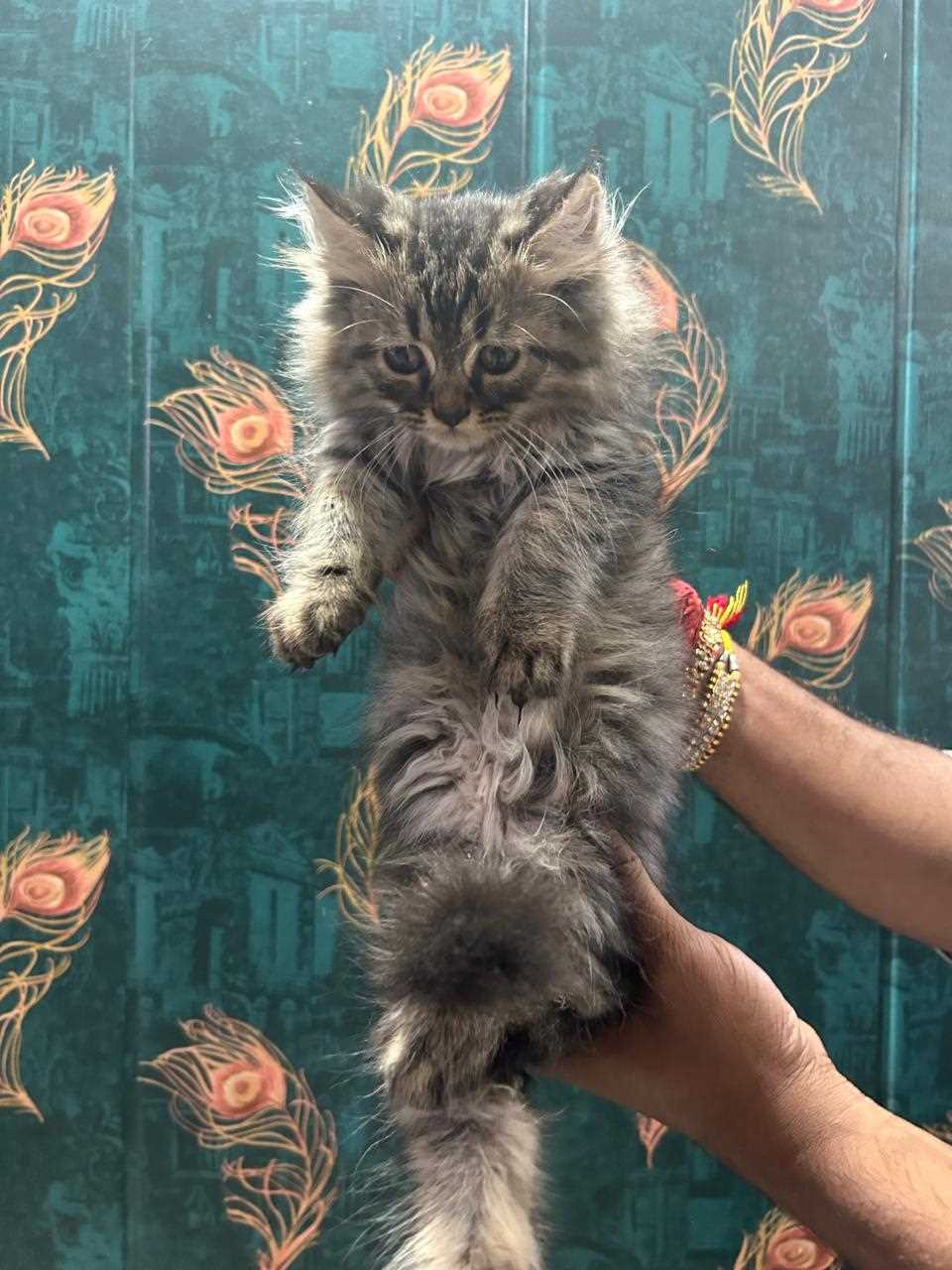 Siberian For Sale In Pune