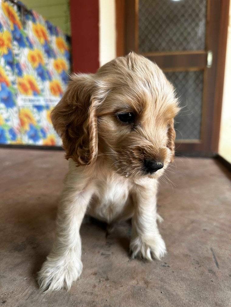 Cocker Spaniel For Sale In Indore